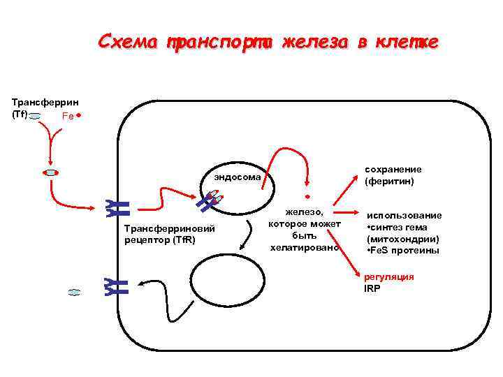 Схема обмена железа