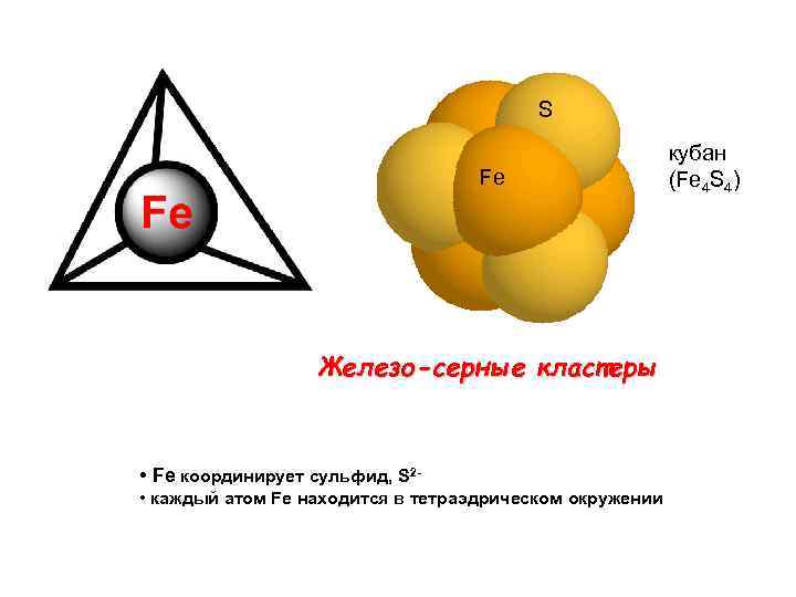 S Fe Железо-серные кластеры • Fe координирует сульфид, S 2 • каждый атом Fe