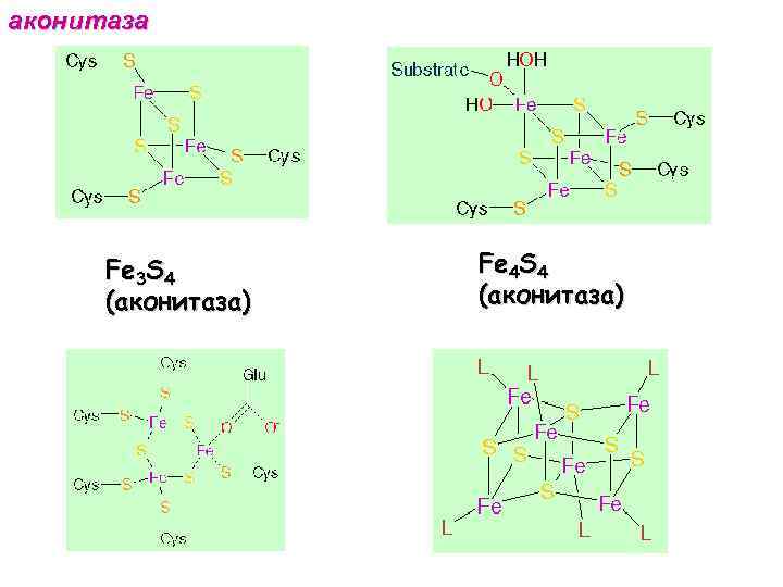 аконитаза Fe 3 S 4 (аконитаза) Fe 4 S 4 (аконитаза) 