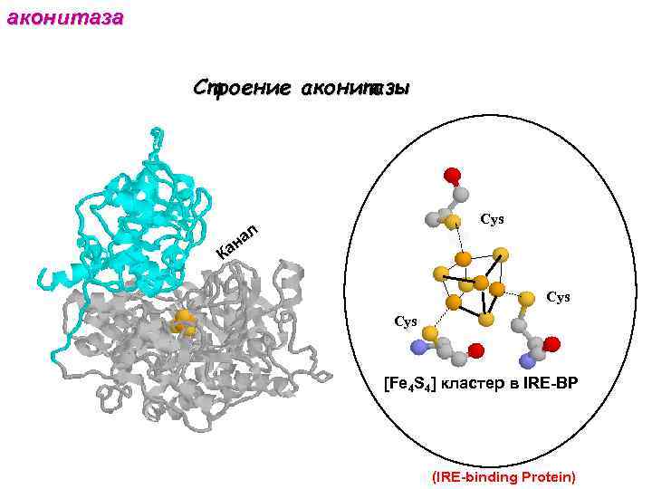 аконитаза Строение аконитазы Cys л на а К Cys [Fe 4 S 4] кластер