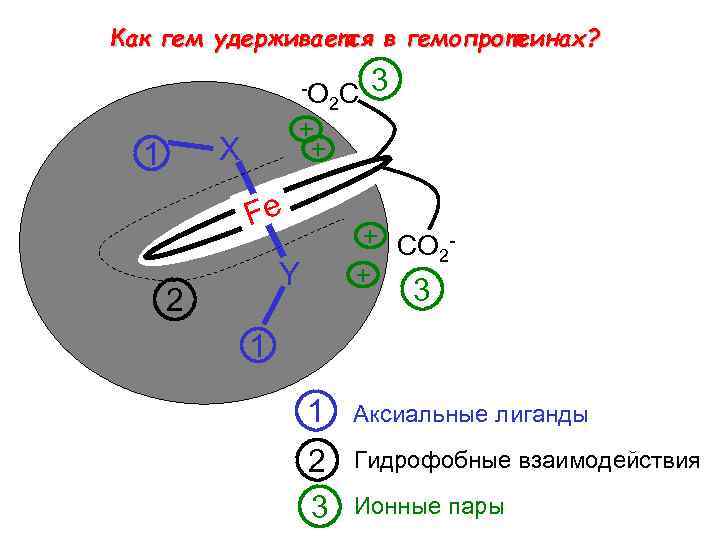 Как гем удерживается в гемопротеинах? -O + + X 1 Fe + CO 2