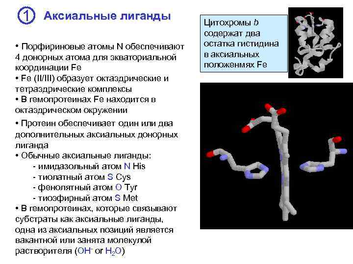 1 Аксиальные лиганды • Порфириновые атомы N обеспечивают 4 донорных атома для экваториальной координации