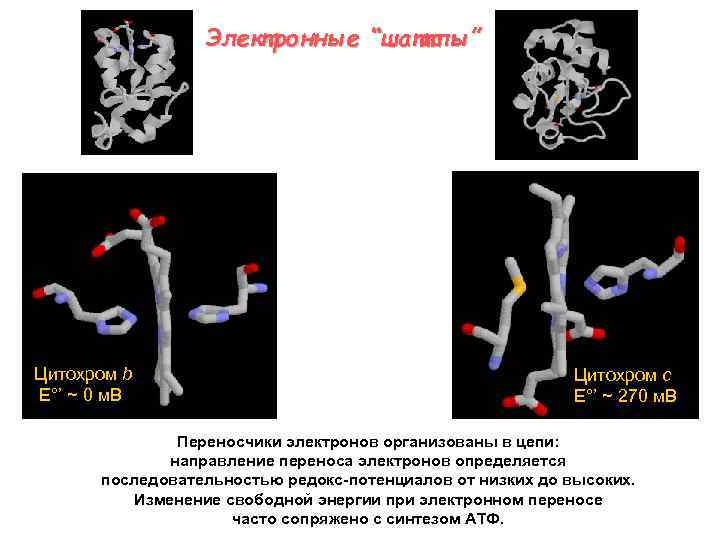 Электронные “шаттлы” Цитохром b E°’ ~ 0 м. В Цитохром c E°’ ~ 270