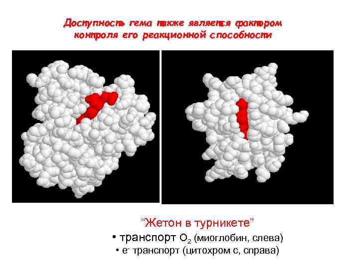 Доступность гема также является фактором контроля его реакционной способности “Жетон в турникете” • транспорт