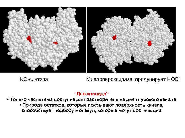 NO-синтаза Миелопероксидаза: продуцирует HOCl “Дно колодца” • Только часть гема доступна для растворителя на