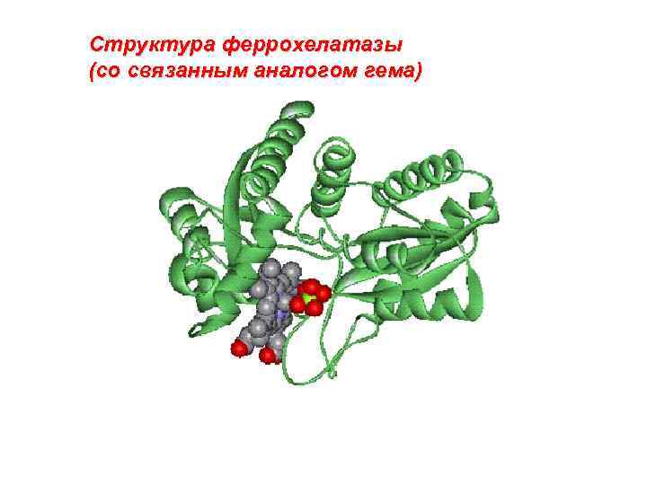 Структура феррохелатазы (со связанным аналогом гема) 