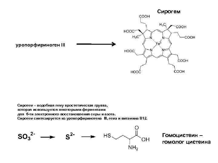 Сирогем уропорфириноген III Сирогем – подобная гему простетическая группа, которая используется некоторыми ферментами для