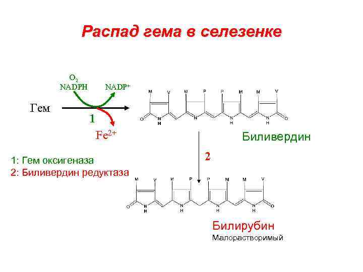 Распад экзогенного гемоглобина схема