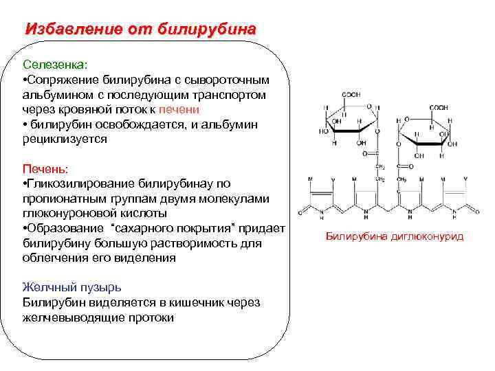 Избавление от билирубина Селезенка: • Сопряжение билирубина с сывороточным альбумином с последующим транспортом через