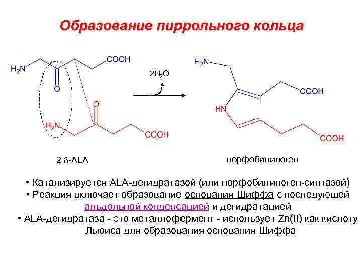 Образование пиррольного кольца 2 H 2 O 2 d-ALA порфобилиноген • Катализируется ALA-дегидратазой (или