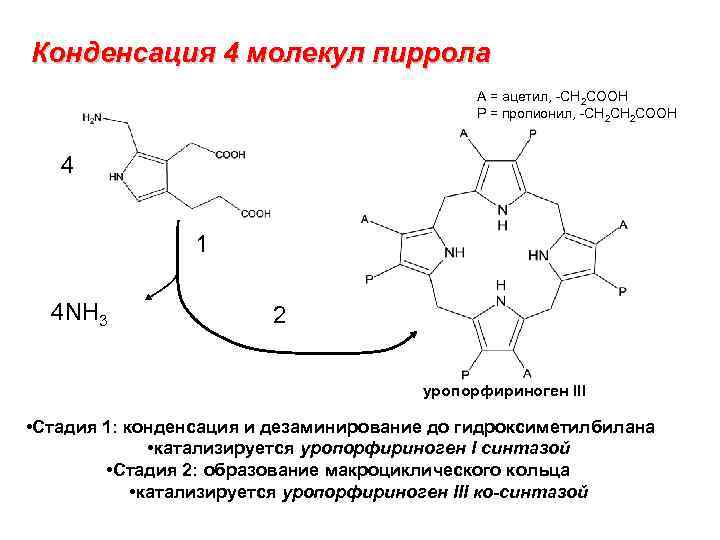 Конденсация 4 молекул пиррола A = ацетил, -CH 2 COOH P = пропионил, -CH