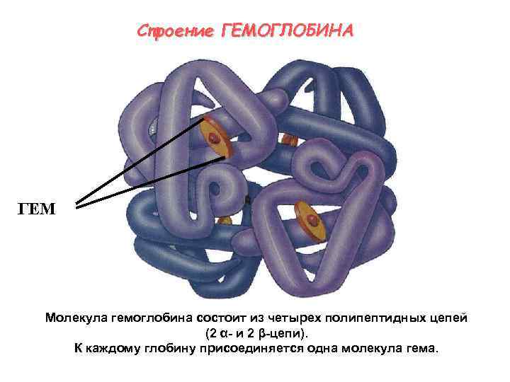 Состоит из 2 цепей. Гемоглобин состоит из 4 молекул гема. Строение гемоглобина цепи. Строение гема гемоглобина. Строение молекулы гемоглобина.