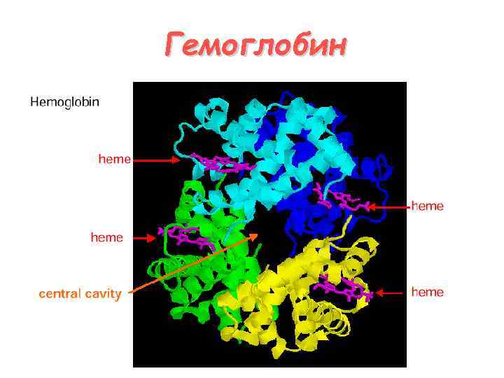 Гемоглобин 