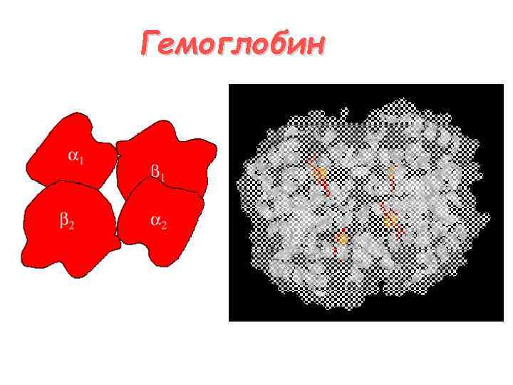 Гемоглобин 