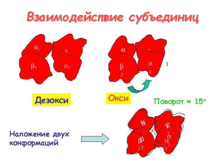 Взаимодействие субъединиц Дезокси Наложение двух конформаций Окси Поворот 15 о 