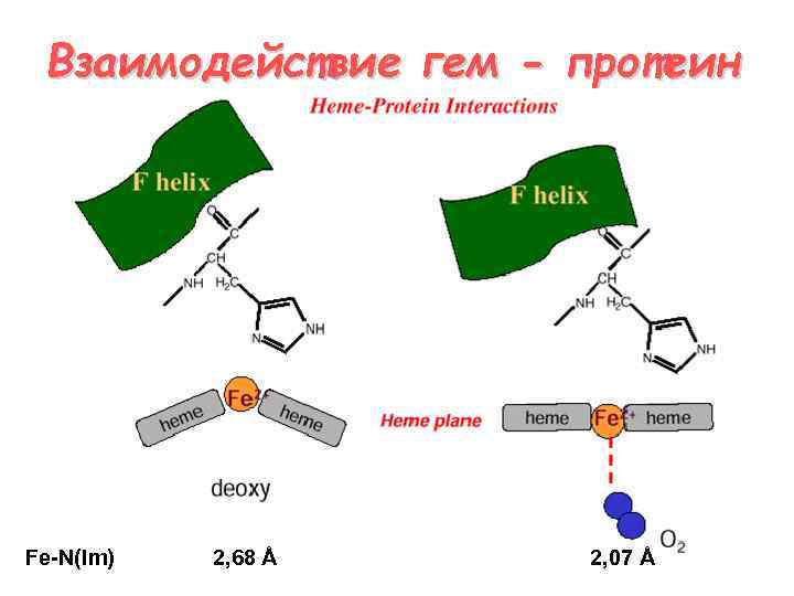 Взаимодействие гем - протеин Fe-N(Im) 2, 68 Å 2, 07 Å 