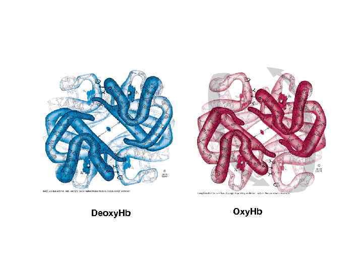 Deoxy. Hb Oxy. Hb 