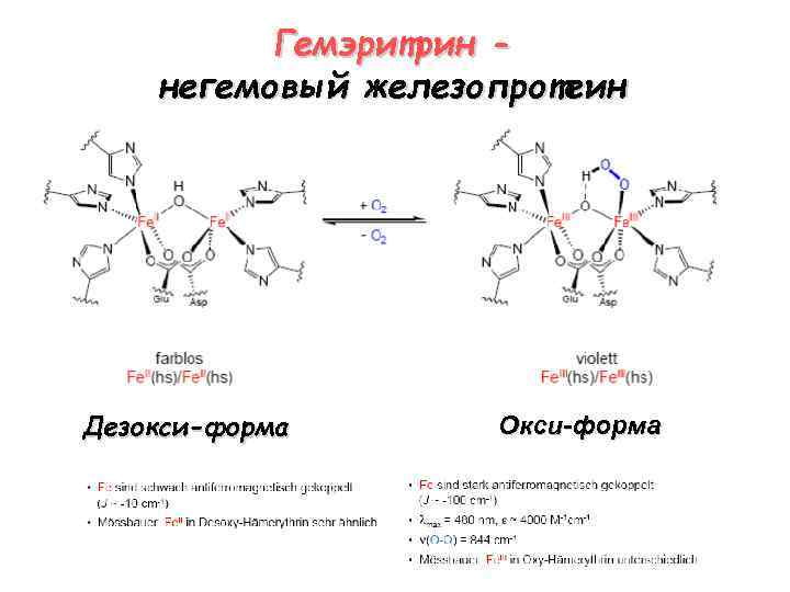 Гемэритрин негемовый железопротеин Дезокси-форма Окси-форма 