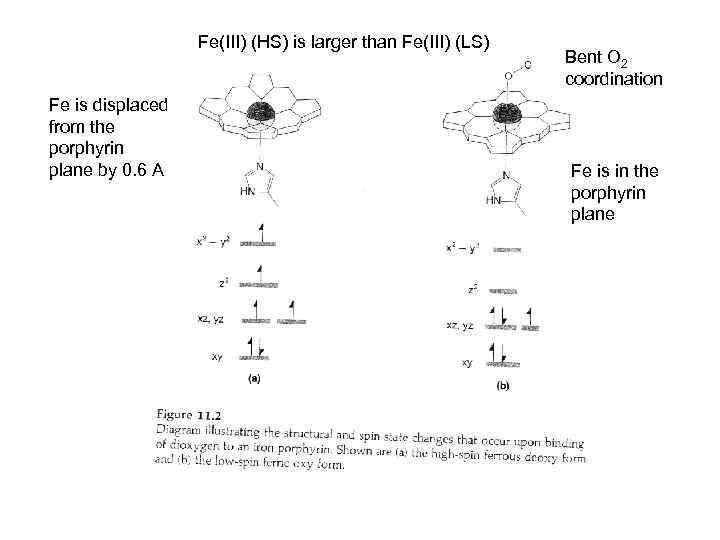 Fe(III) (HS) is larger than Fe(III) (LS) Fe is displaced from the porphyrin plane
