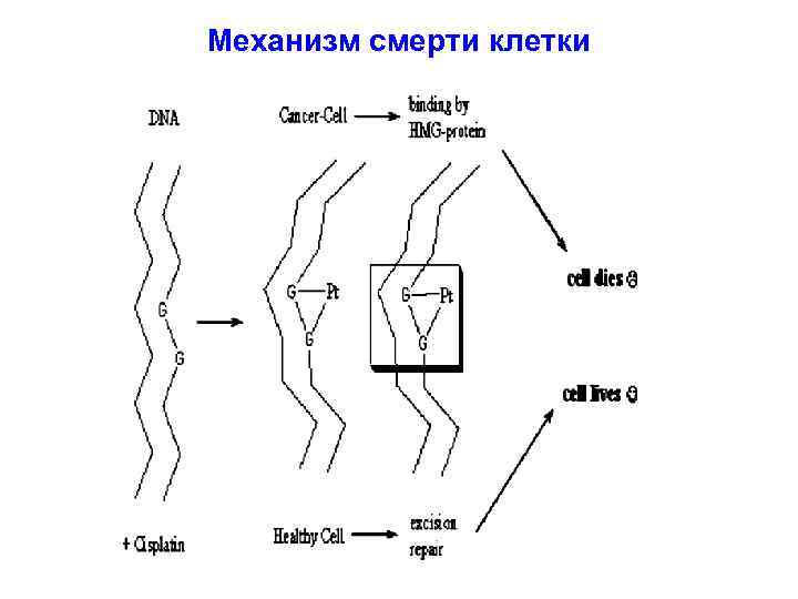 Механизм смерти клетки 