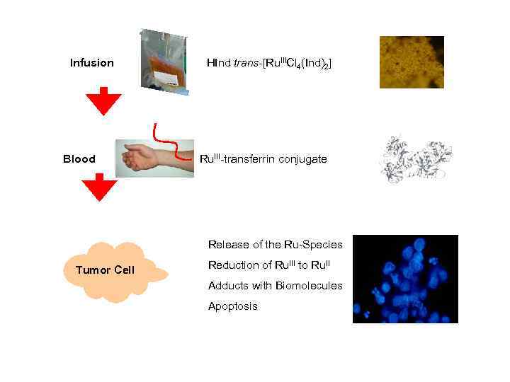 Infusion Blood HInd trans-[Ru. IIICl 4(Ind)2] Ru. III-transferrin conjugate Release of the Ru-Species Tumorzelle