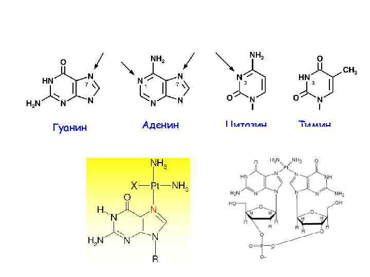 Гуанин Аденин Цитазин Тимин 