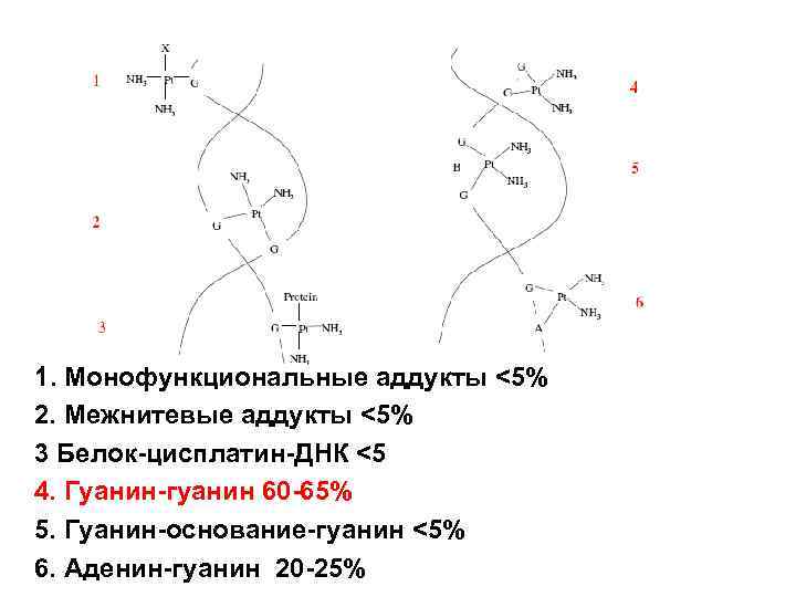 1. Монофункциональные аддукты <5% 2. Межнитевые аддукты <5% 3 Белок-цисплатин-ДНК <5 4. Гуанин-гуанин 60