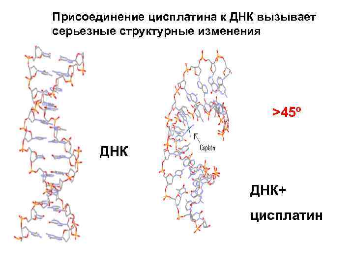 Присоединение цисплатина к ДНК вызывает серьезные структурные изменения >45º ДНК+ цисплатин 