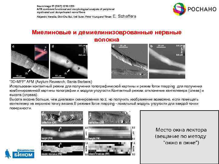 Neuro. Image 37 (2007) 1218 -1226 AFM combines functional and morphological analysis of peripheral