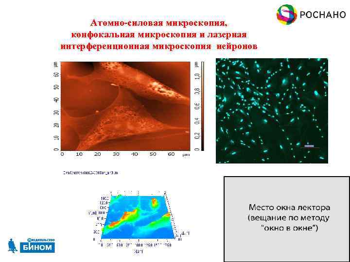 Атомно-силовая микроскопия, конфокальная микроскопия и лазерная интерференционная микроскопия нейронов . 