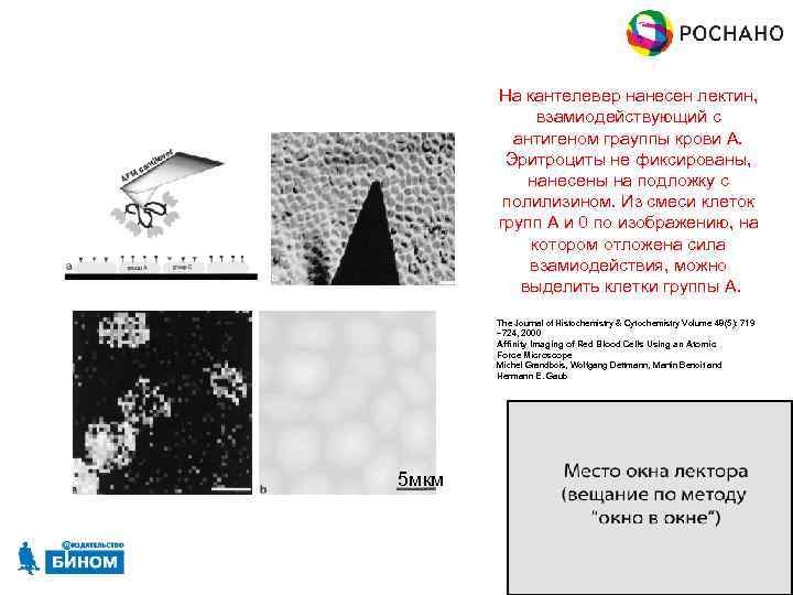 На кантелевер нанесен лектин, взамиодействующий с антигеном грауппы крови А. Эритроциты не фиксированы, нанесены