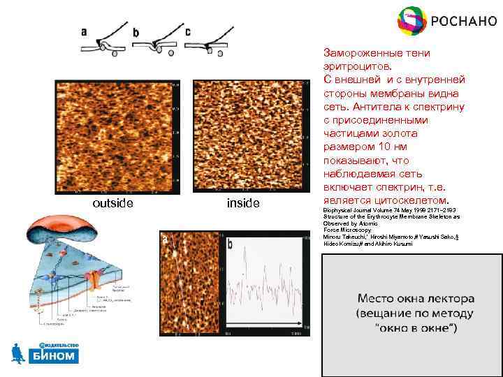 outside inside Замороженные тени эритроцитов. С внешней и с внутренней стороны мембраны видна сеть.