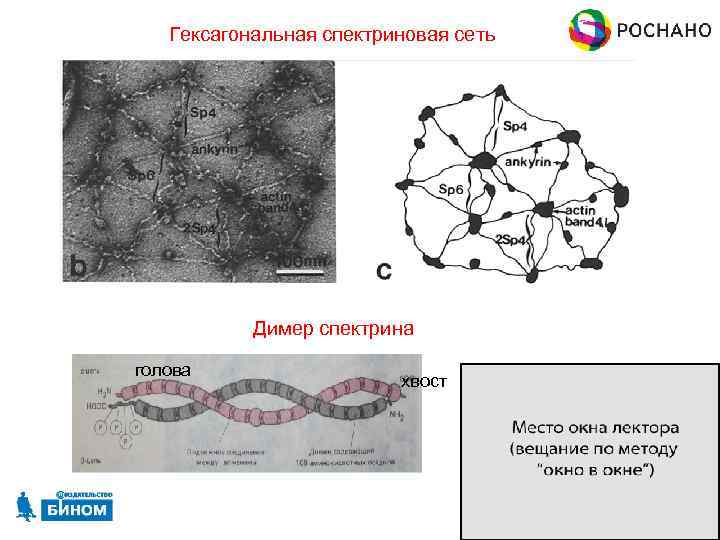 Гексагональная спектриновая сеть Димер спектрина голова хвост 