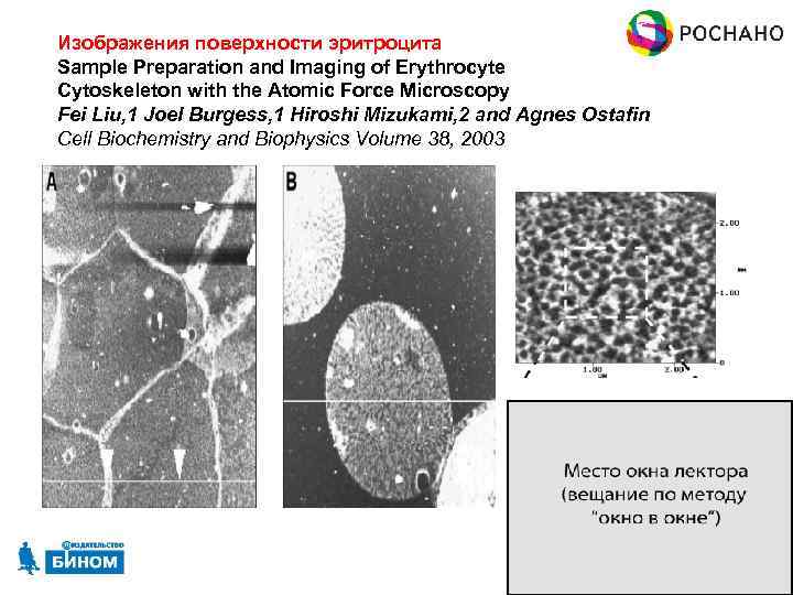 Изображения поверхности эритроцита Sample Preparation and Imaging of Erythrocyte Cytoskeleton with the Atomic Force