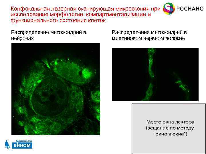 Конфокальная микроскопия