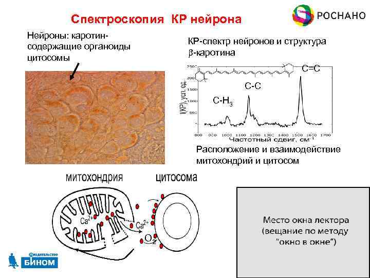 Спектроскопия КР нейрона Нейроны: каротинсодержащие органоиды цитосомы КР-спектр нейронов и структура b-каротина C=C C-H