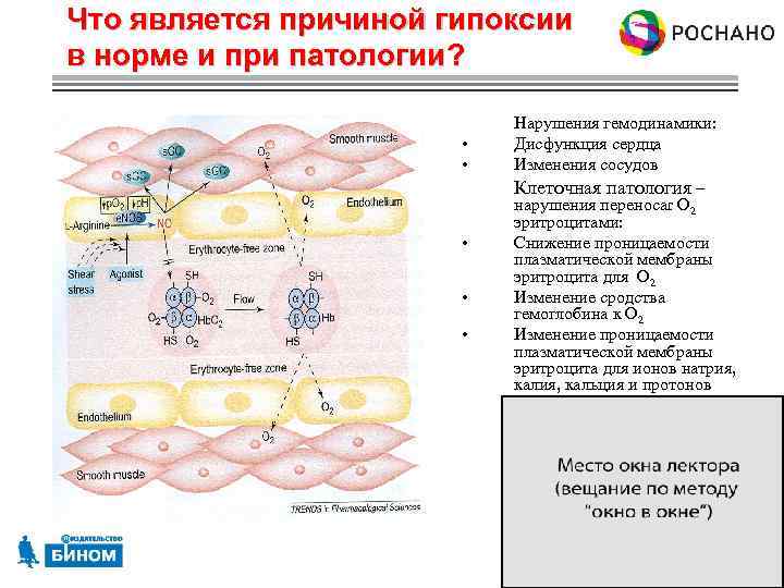 Гипоксия клеток. Тканевая гипоксия механизм развития. Особенности проницаемости мембран эритроцитов. Что такое перераспределение кровотока при гипоксии.