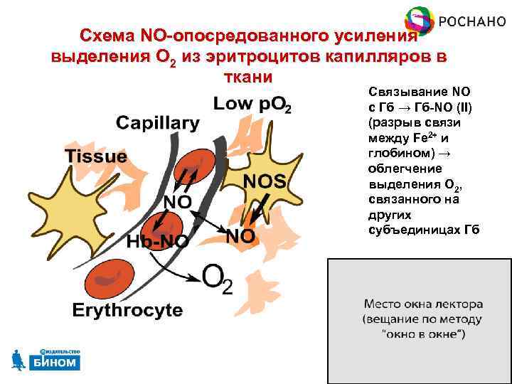 Схема NO-опосредованного усиления выделения O 2 из эритроцитов капилляров в ткани Связывание NO с
