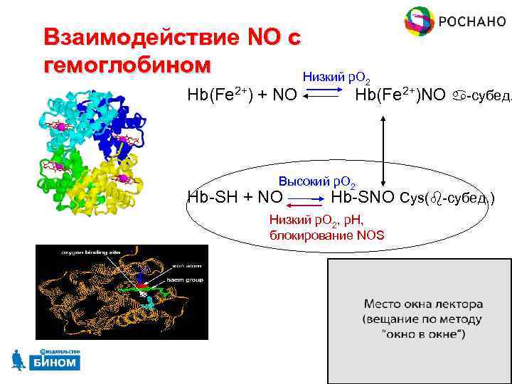 Взаимодействие NO с гемоглобином Низкий p. O 2 Hb(Fe 2+) + NO Hb(Fe 2+)NO