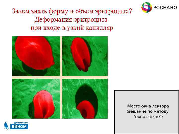 Зачем знать форму и объем эритроцита? Деформация эритроцита при входе в узкий капилляр 