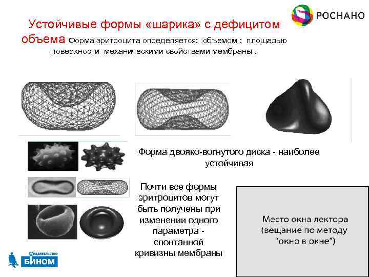 Устойчивые формы «шарика» с дефицитом объема Форма эритроцита определяется: объемом ; площадью поверхности механическими