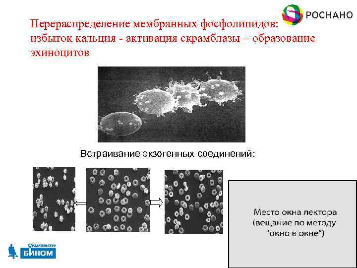 Перераспределение мембранных фосфолипидов: избыток кальция - активация скрамблазы – образование эхиноцитов Встраивание экзогенных соединений: