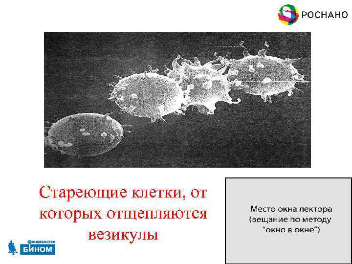Стареющие клетки, от которых отщепляются везикулы 