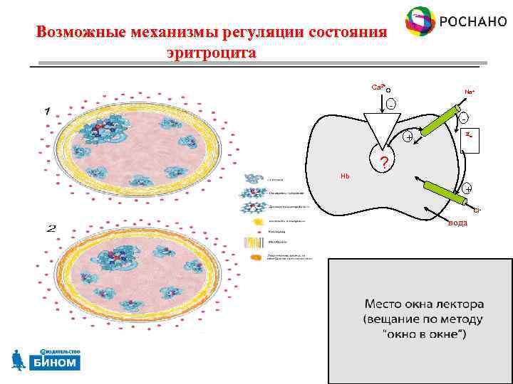 Возможные механизмы регуляции состояния эритроцита Ca 2+o Na+ + Hb Em ? + Cl-