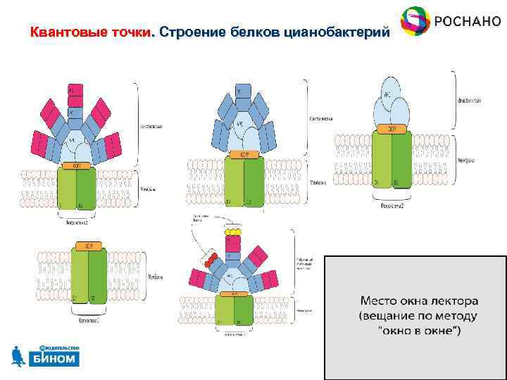 Квантовые точки. Строение белков цианобактерий 