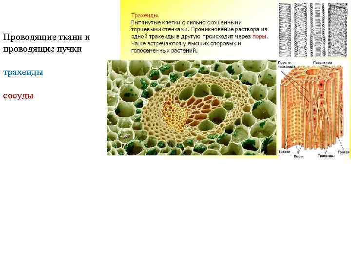 Проводящие ткани и проводящие пучки трахеиды сосуды 
