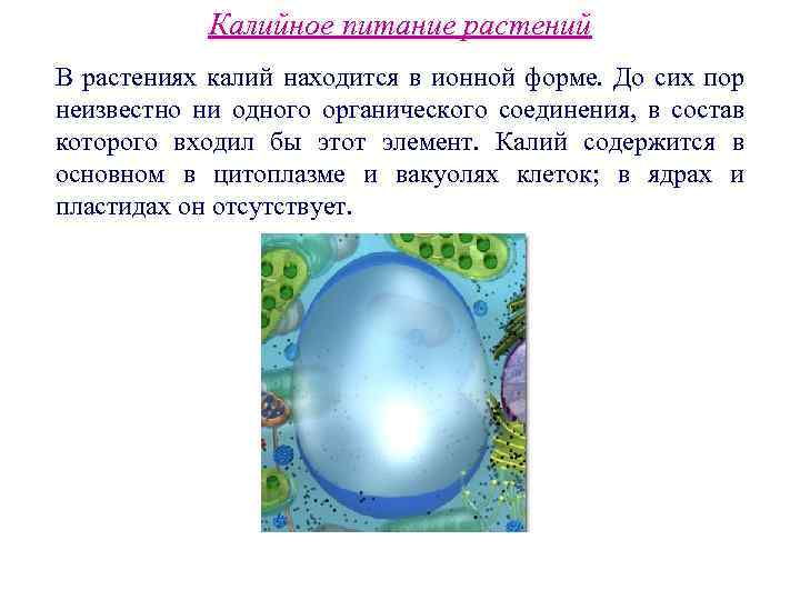 Калийное питание растений В растениях калий находится в ионной форме. До сих пор неизвестно