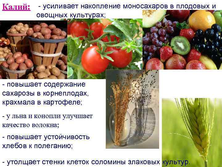 Овощная культура слаще сахара