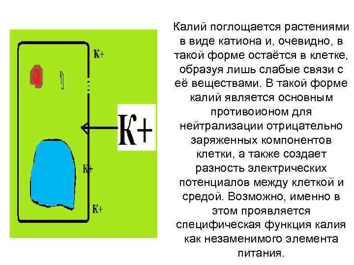 Калий поглощается растениями в виде катиона и, очевидно, в такой форме остаётся в клетке,