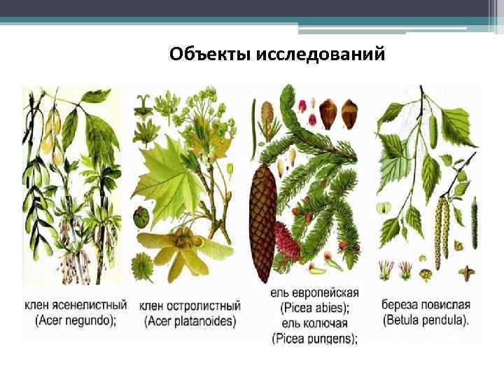 Объекты исследований 